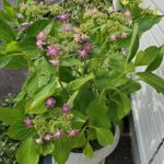 今年もこの季節♪