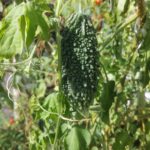 初☆ゴーヤ!(^^)!